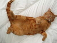 gecastreerde katten